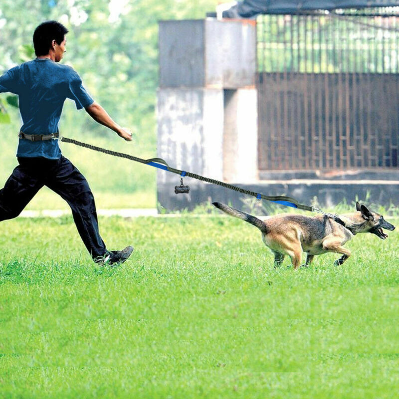 Elastic Reflective Dog Leash for Runners- Hands-Free & Versatile